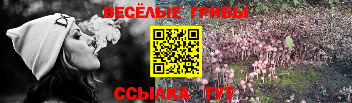 Галлюциногенные грибы Cubensis Братск